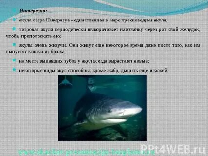 Пересказ акула