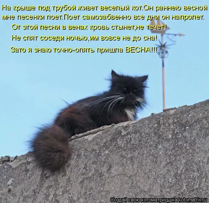 кот на крыше текст песни. стихотворение про крышу. картины ирины зенюк коты. тише, мыши - кот на крыше!. а на крышах москвы коты полосатые.