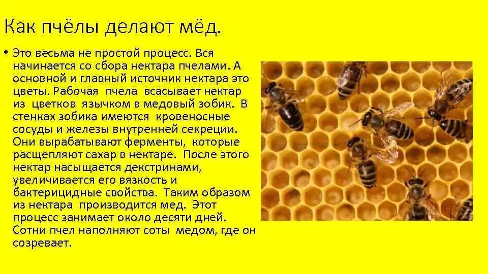 Сколько пчелы дают. Как пчелы делают мед. Пчелы и мед. Как пчелки делают мед. На чём пчёлы делают соты?.