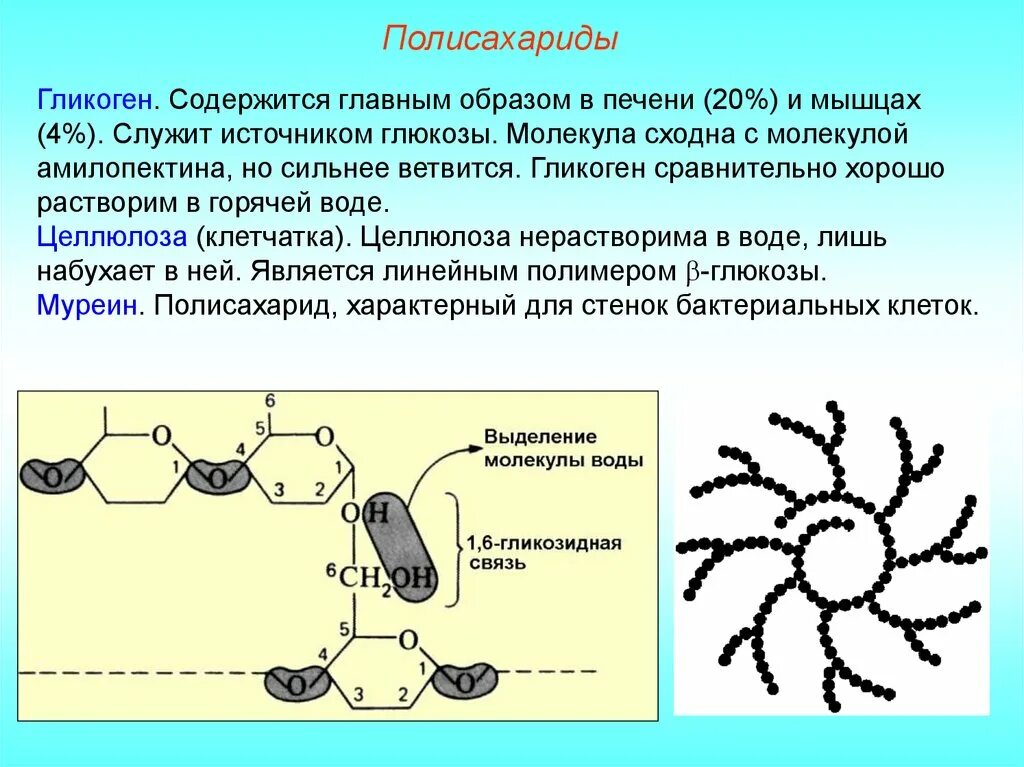 Полисахариды образуются. Гликоген. Полисахариды образуются в результате реакции поликонденсации. Гликоген строение молекулы.