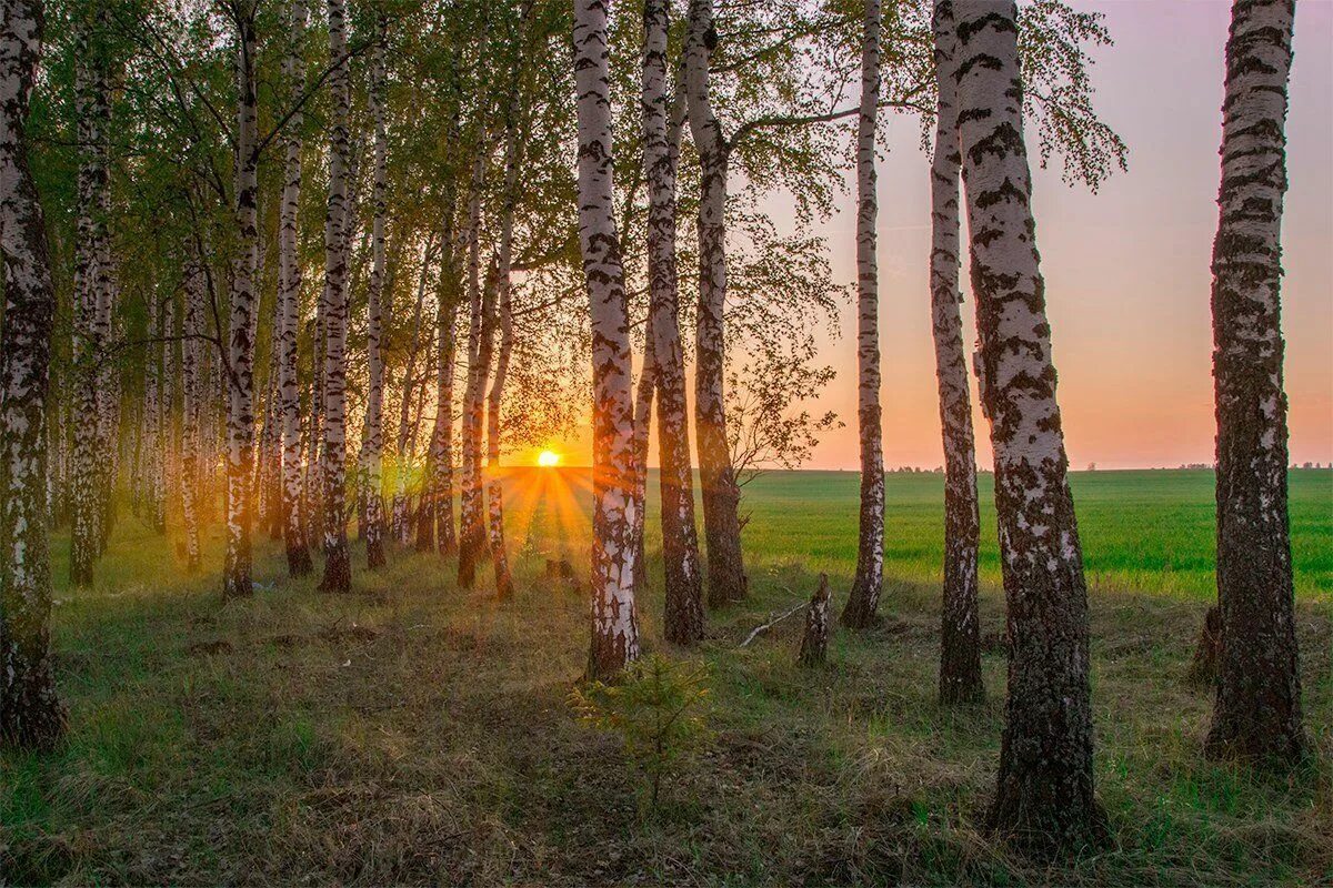 Чаща в поле