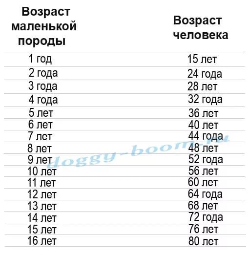 Возраст собаки и человека соотношение таблица по породе. Таблица возраста собак мелких пород. Соотношение возраста собаки и человека по годам возрастам таблица. Таблица возраста собак для маленьких пород.