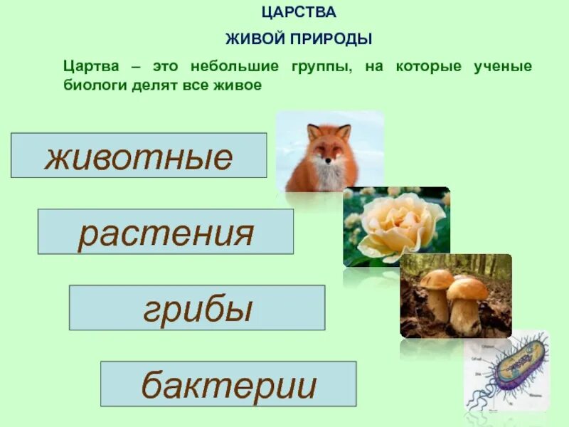 Назови царство. Царство живой природы 3 класс окружающий. Царство живой природы 2 класс окружающий мир. Царства природы 3 класс. Царства живой природы 3 класс окружающий мир.