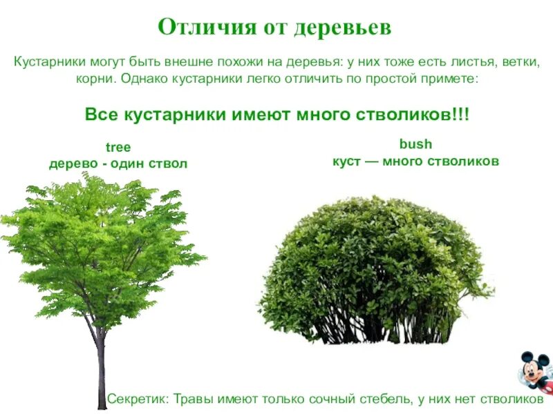 Как отличить деревья. Отличие дерева от кустарника. Дерево и кустарник отличия. Отличие куста от дерева. Отличать деревья от кустарников.