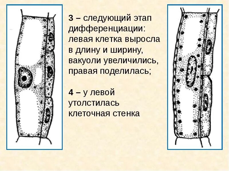 Ксилема и флоэма. Строение ксилемы и флоэмы. Проводящая ткань. Клеточная стенка флоэмы. Флоэма особенности