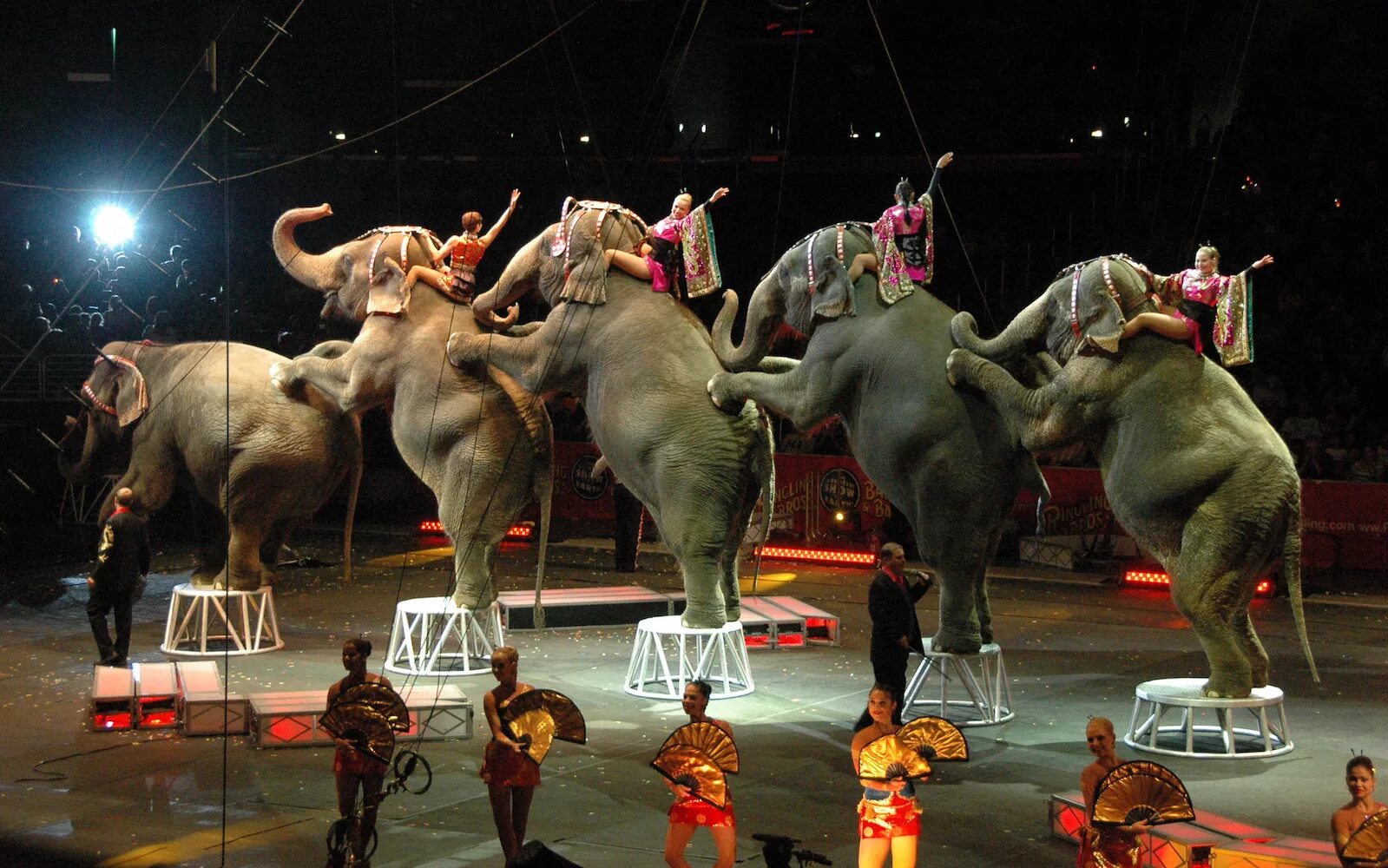 Цирк. Современный цирк. Цирковые животные. Слоны в цирке.