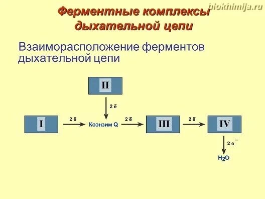 Комплекс взаимодействующих элементов это. Ферментативные комплексы дыхательной цепи. схема дыхательной цепи биохимия. комплексы дыхательной цепи биохимия. 4 комплекс дыхательной цепи.