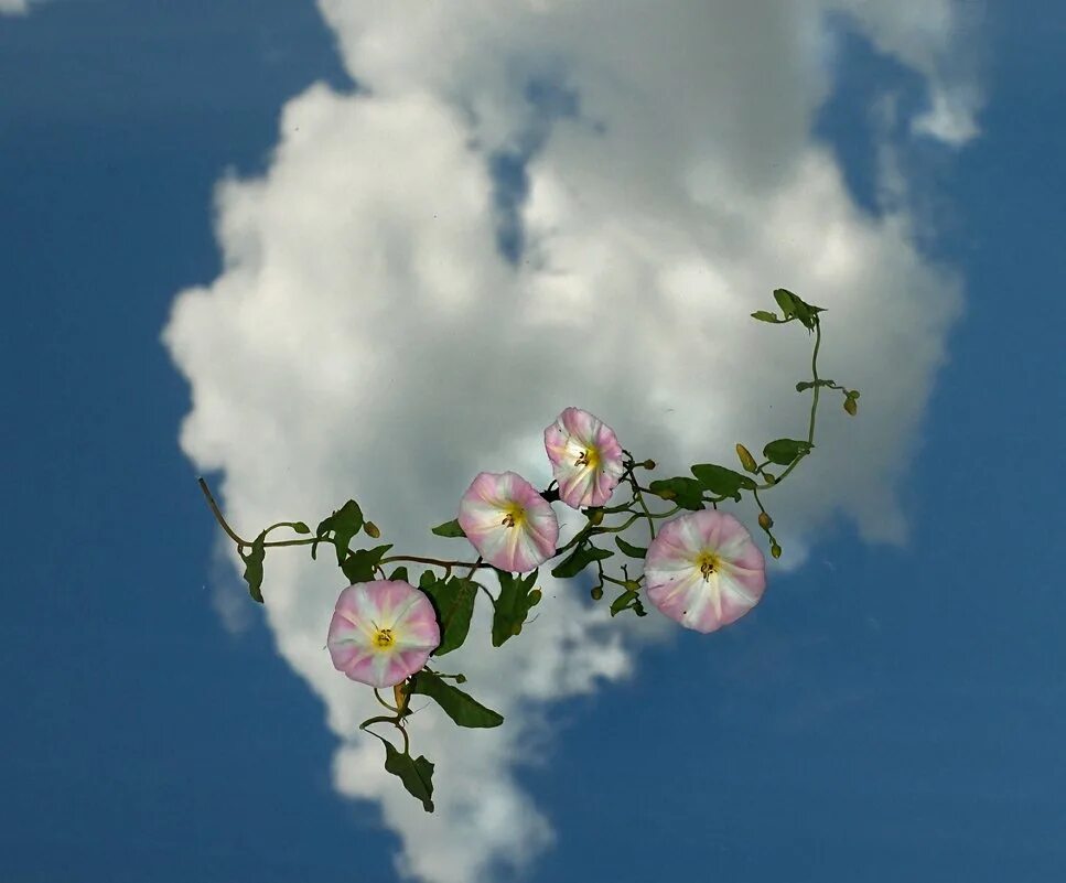 ангел любви. нежность души. рай ангелы. любовь сошедшая с небес. живи сейчас.