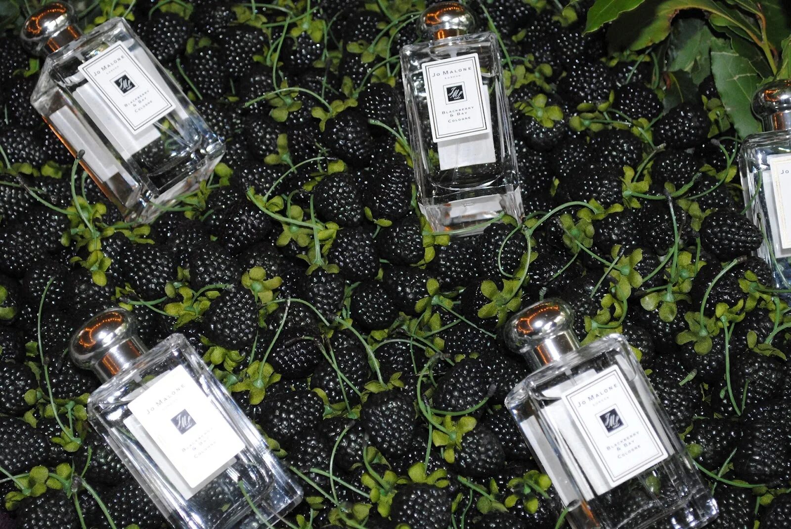Духи джо малон ежевика. Ежевика парфюм джо малон. Jo malone духи ежевика. Jo malone blackberry & bay 100ml. Jo malone blackberry & bay, 50 мл.