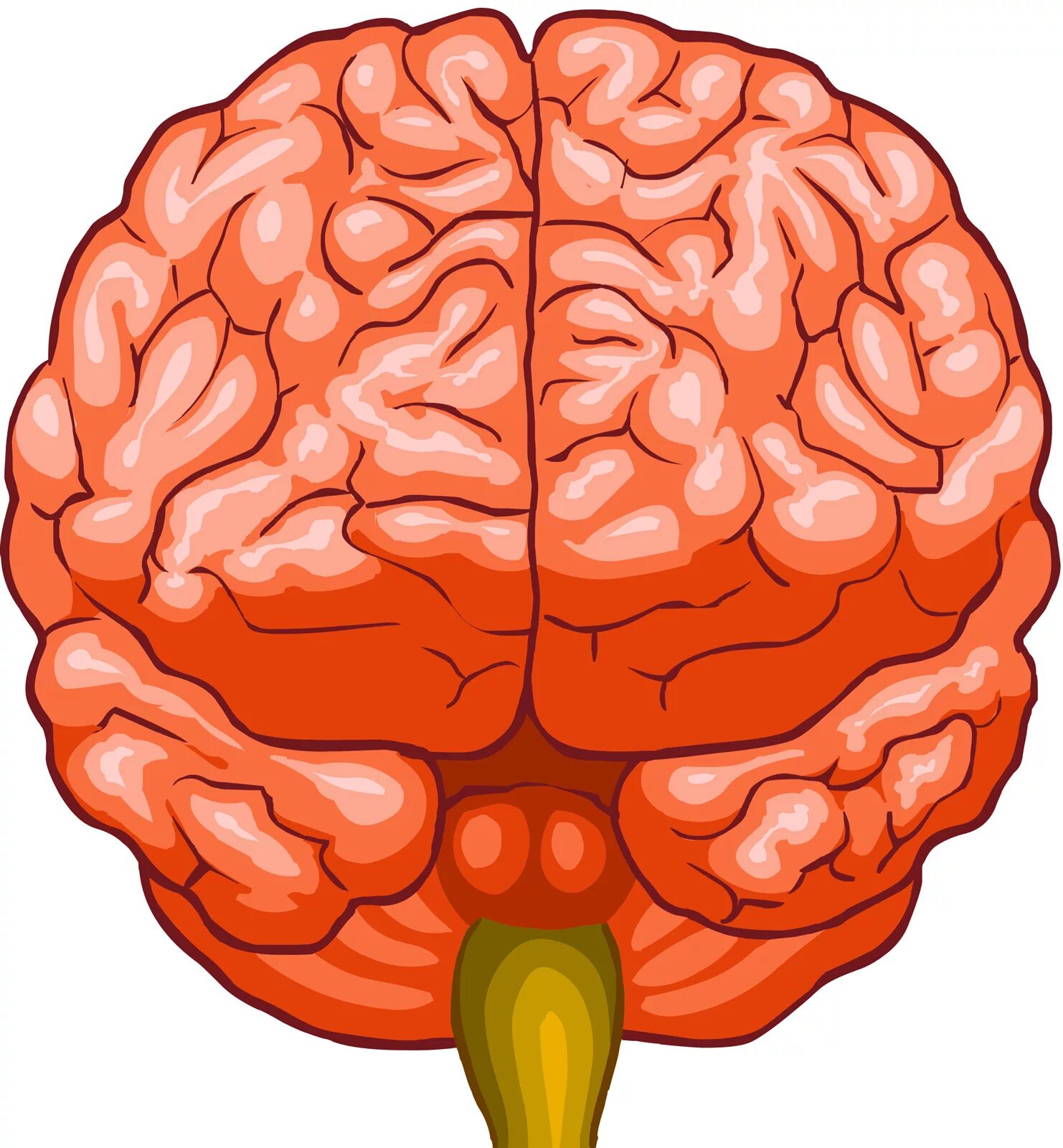 Мозги е. Мозг вид спереди. Головной мозг вид спереди. Мозг человека вид спереди. Мозг анфас.