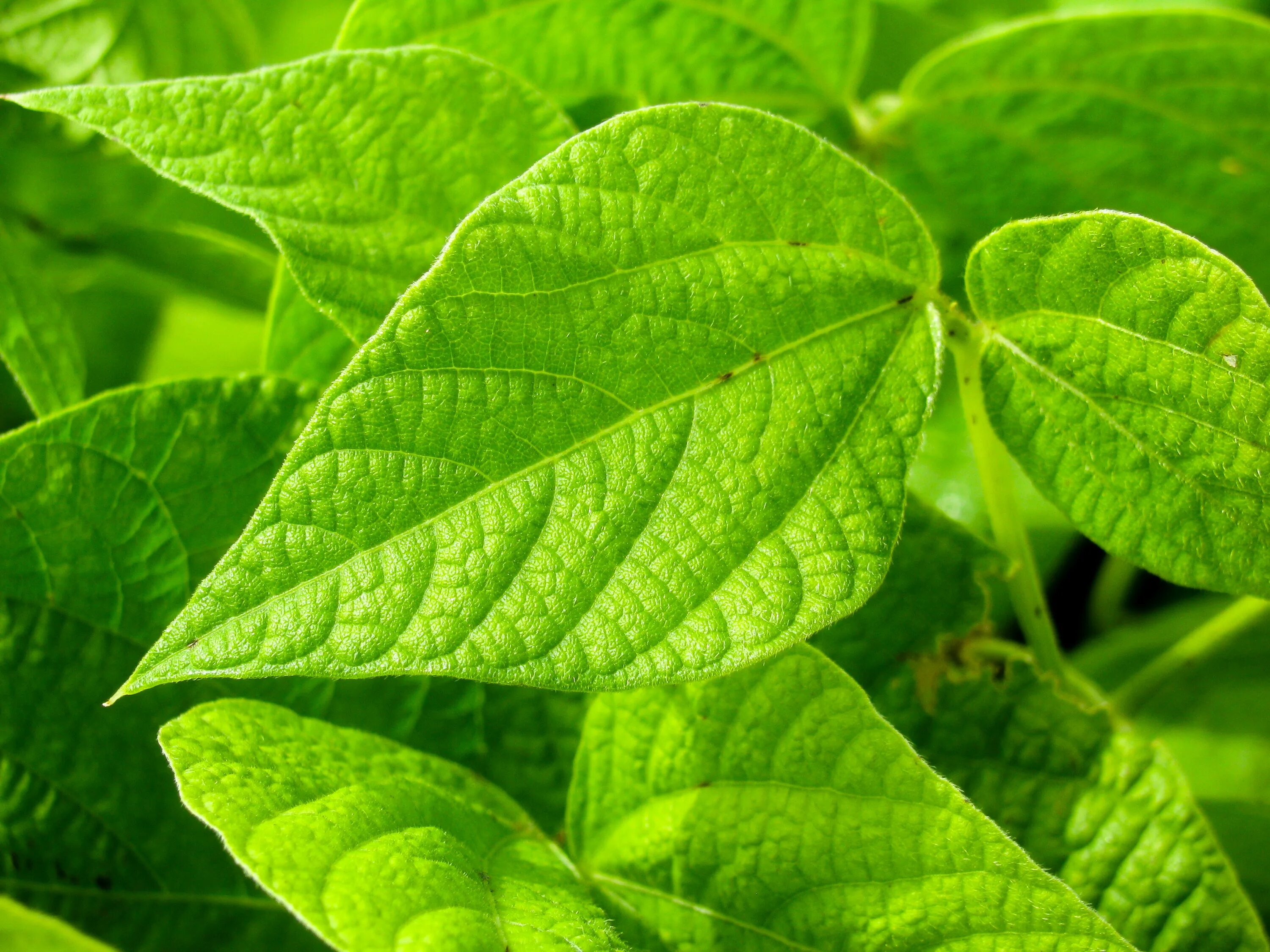 Листья растений. Зеленый лист. Листок растения. Зеленые листочки. Leaves on the back