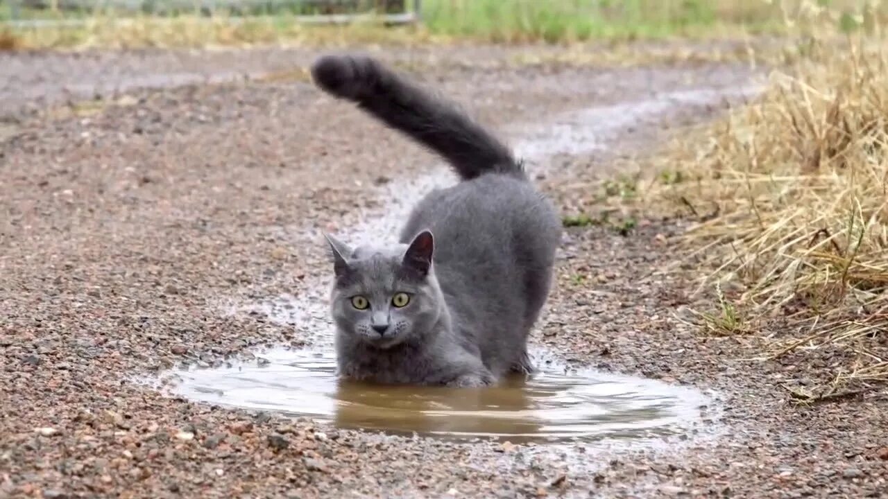 Кошка пьет лапой. Кот в луже. Котенок в луже. Кошка в луже. Кот сидит в луже.