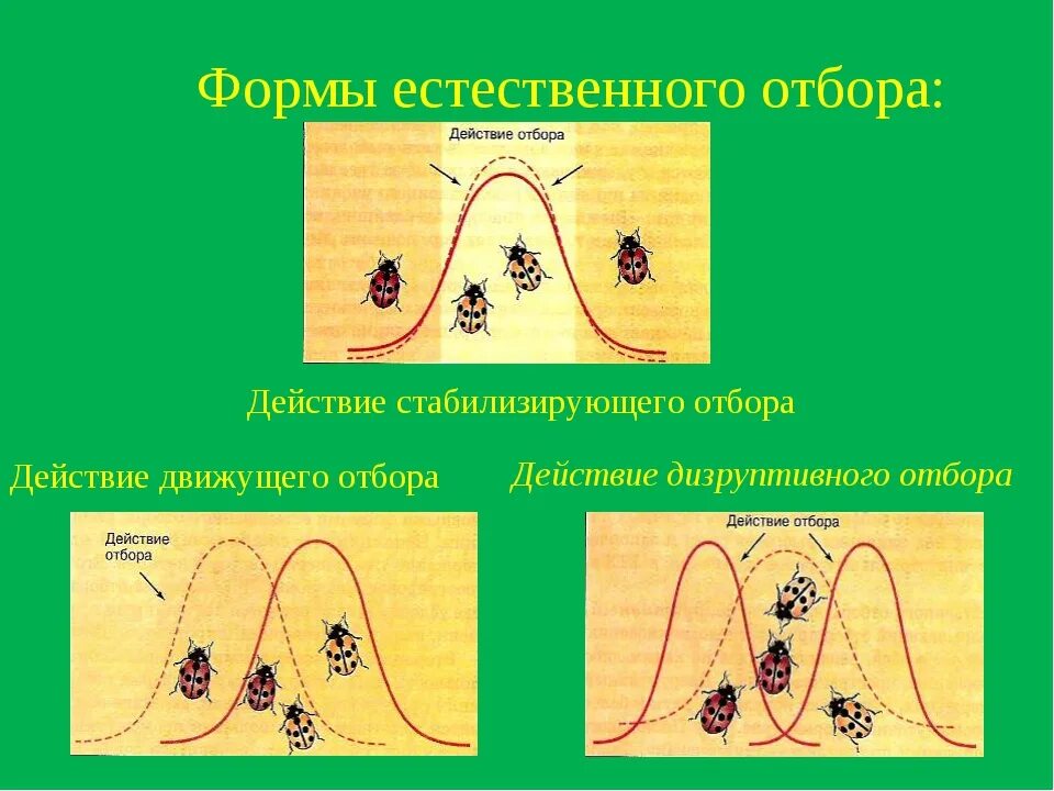 5 примеров естественного отбора. Формы естественного отбора движущий стабилизирующий дизруптивный. Схема движущего стабилизирующего и дизруптивного отбора. Естественный отбор схема биология. Схема действия форм естественного отбора.