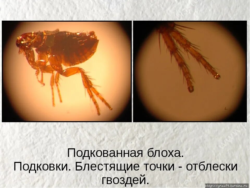 подкованная блоха под микроскопом. владимир анискин русский левша. кто подковал блоху фамилия. подкованная блоха в музее в туле. тульский музей подкованная блоха.