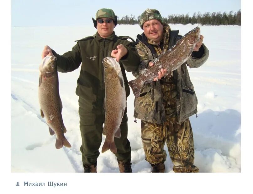 Ленок зимой. Ленок зимняя рыбалка. Ловля ленка зимой в Хабаровском крае. Рыба Ленок зимой. Зимний ленок