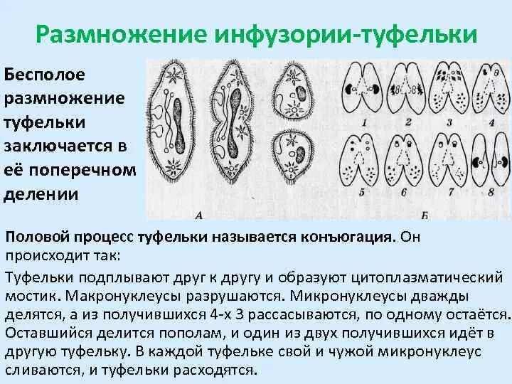 Половое размножение инфузории. Процесс конъюгации у инфузорий рисунок. Размножение инфузории туфельки рисунок.