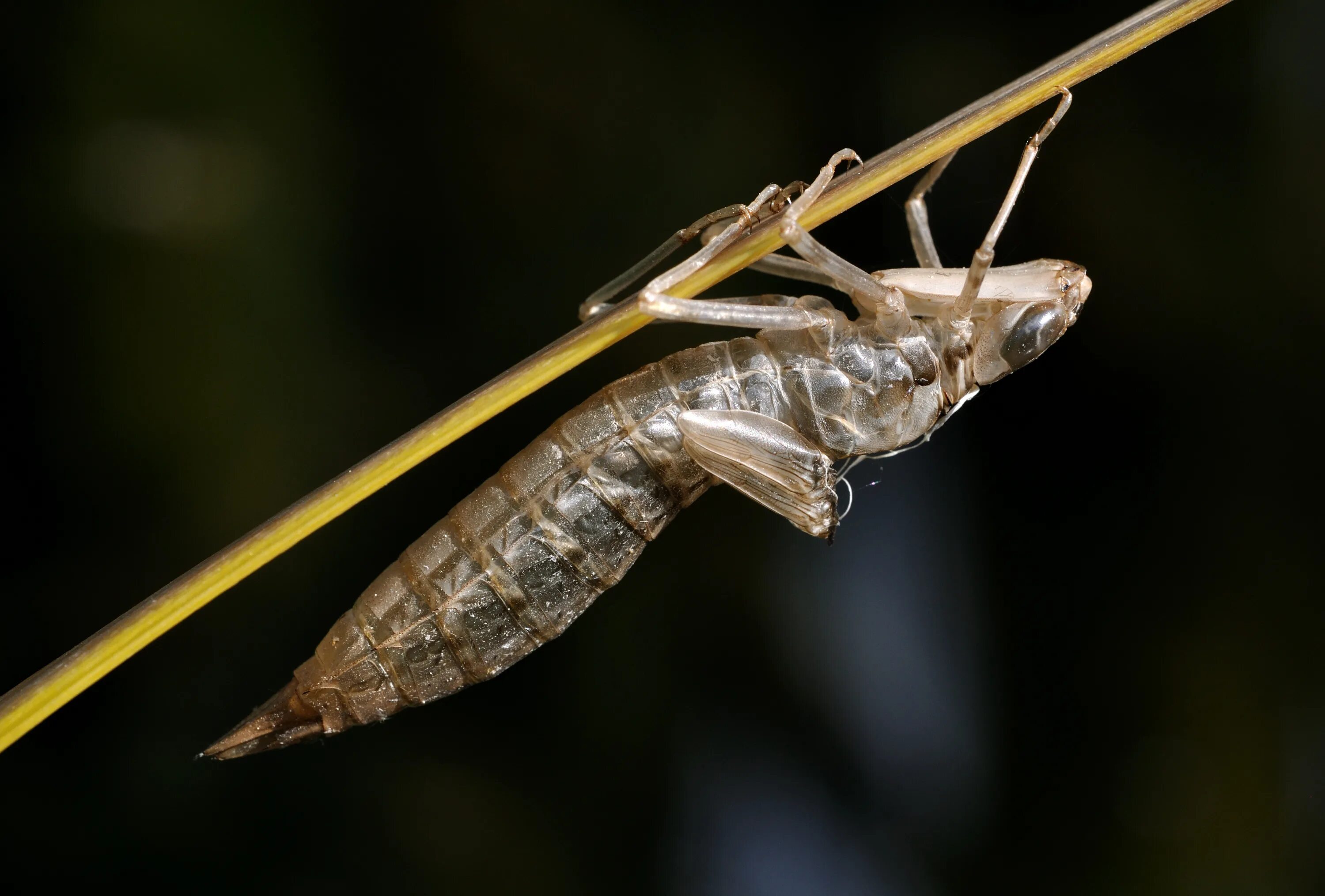 Личинка стрекозы буквы. Anax Imperator Стрекоза личинка. Личинка Стрекозы Дозорщик Император. Личинка дозорщика императора. Anax Imperator личинка.