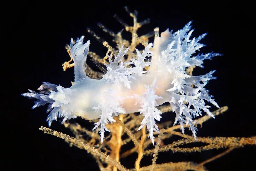 белые водоросли. коралловые грибы тремелла. трубчатая актиния. морской гриб геншин. акропора 60*35*70мм/74004113/триол.