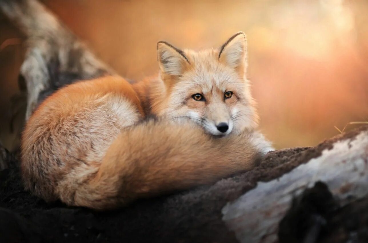 Foxes youtube. Лиса. Фото лисы. Красивая лисица. Красивые животные.