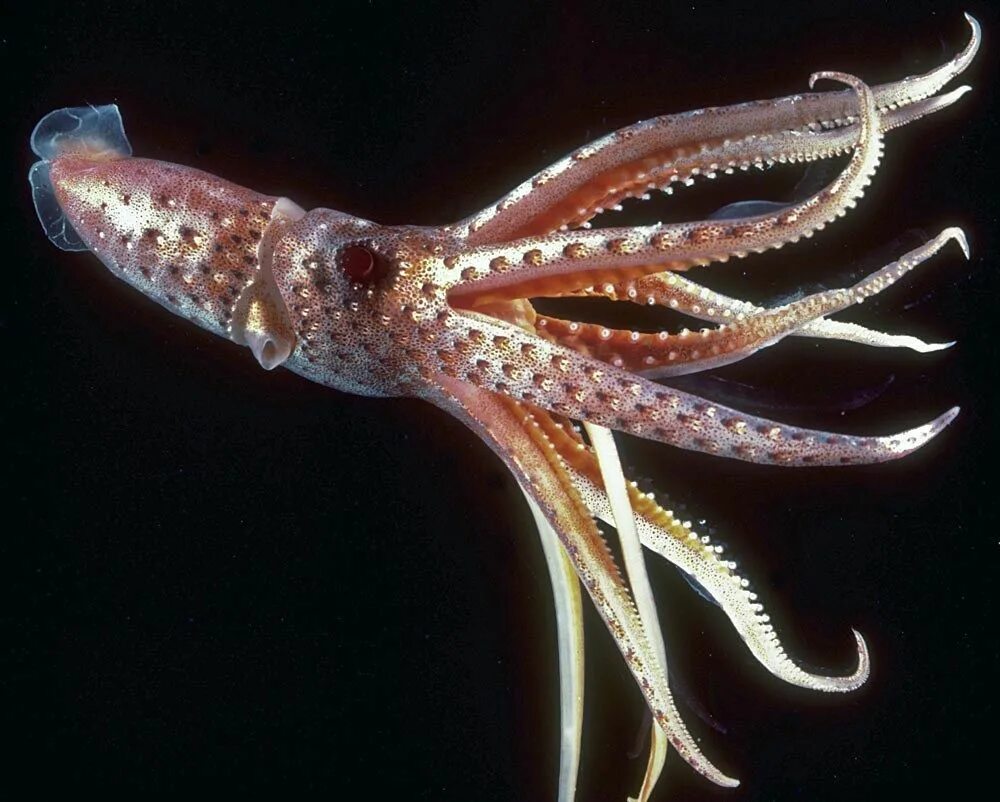 1. Тихоокеанский кальмар (todarodes pacificus). Короткоперый кальмар. Каракатица щупальца. Морской монах каракатица.