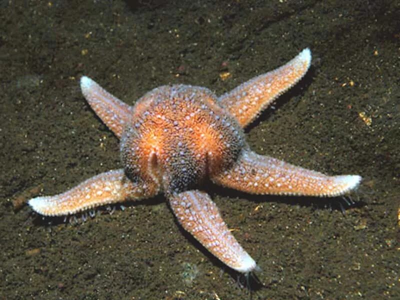 Asterias Rubens (Астериас Рубенс) морская звезда. Морская звезда гониактиниды. Желудок морской звезды. Морская звезда питается.