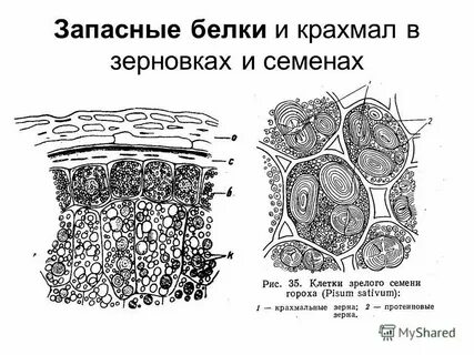 Растительный белок клетки