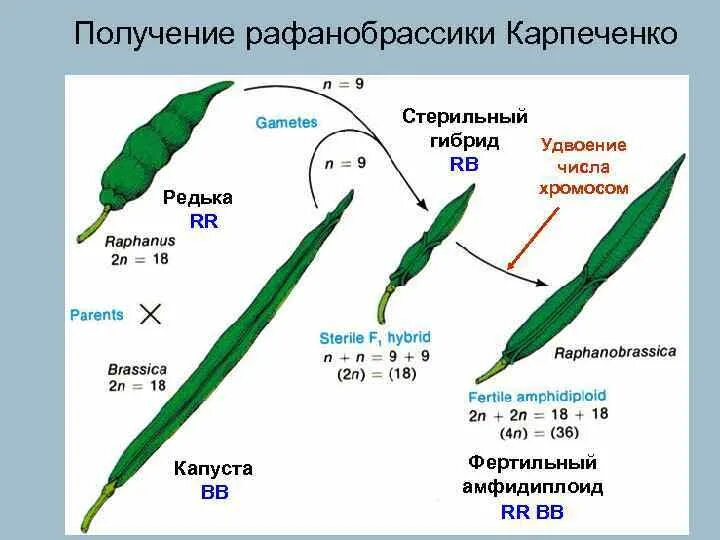 Карпеченко капустно редечный гибрид. Капустно-редечный гибрид Карпеченко. Карпеченко рафанобрассика. Карпеченко гибрид редьки и капусты. Стерильный капустно редечный гибрид.