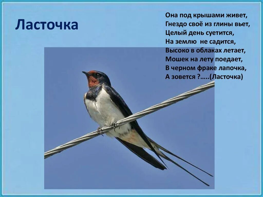 Рассказ про птиц 2 класс окружающий мир. Ласточка Перелетная птица описание. Перелетные птицы Ласточка для детей. Ласточка для детей. Краткая информация о Ласточке.