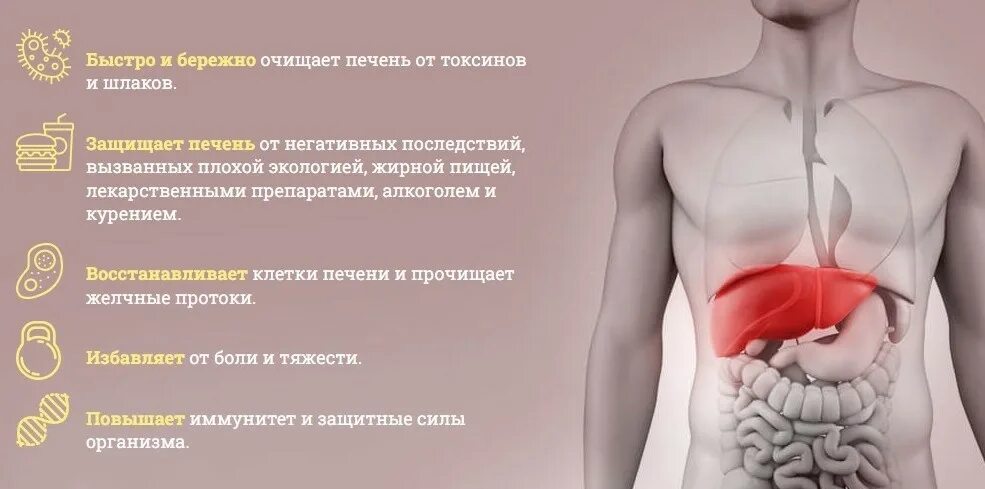 Боли в области печени причины. Защита печени. Восстановление печени. Симптомы восстановления печени.