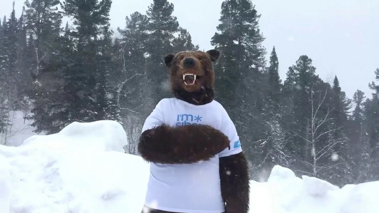 Лучший медведь года. Новогодний медведь. медведь поздравляет. медведь сибиряк. елочка с медведями.