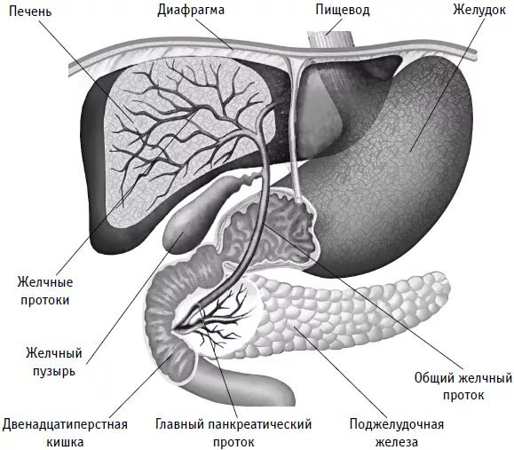 Желчный пузырь и поджелудочная железа схема. Анатомия протоков печени и поджелудочной железы. Анатомия протоков поджелудочной железы и желчного пузыря. Строение желчного пузыря и поджелудочной железы.