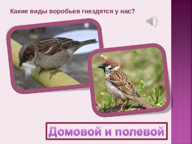 Воробей какой вид. Втжы Воробьев. Воробей разновидности. Разновидности Воробьев. Какие бывают воробьи.