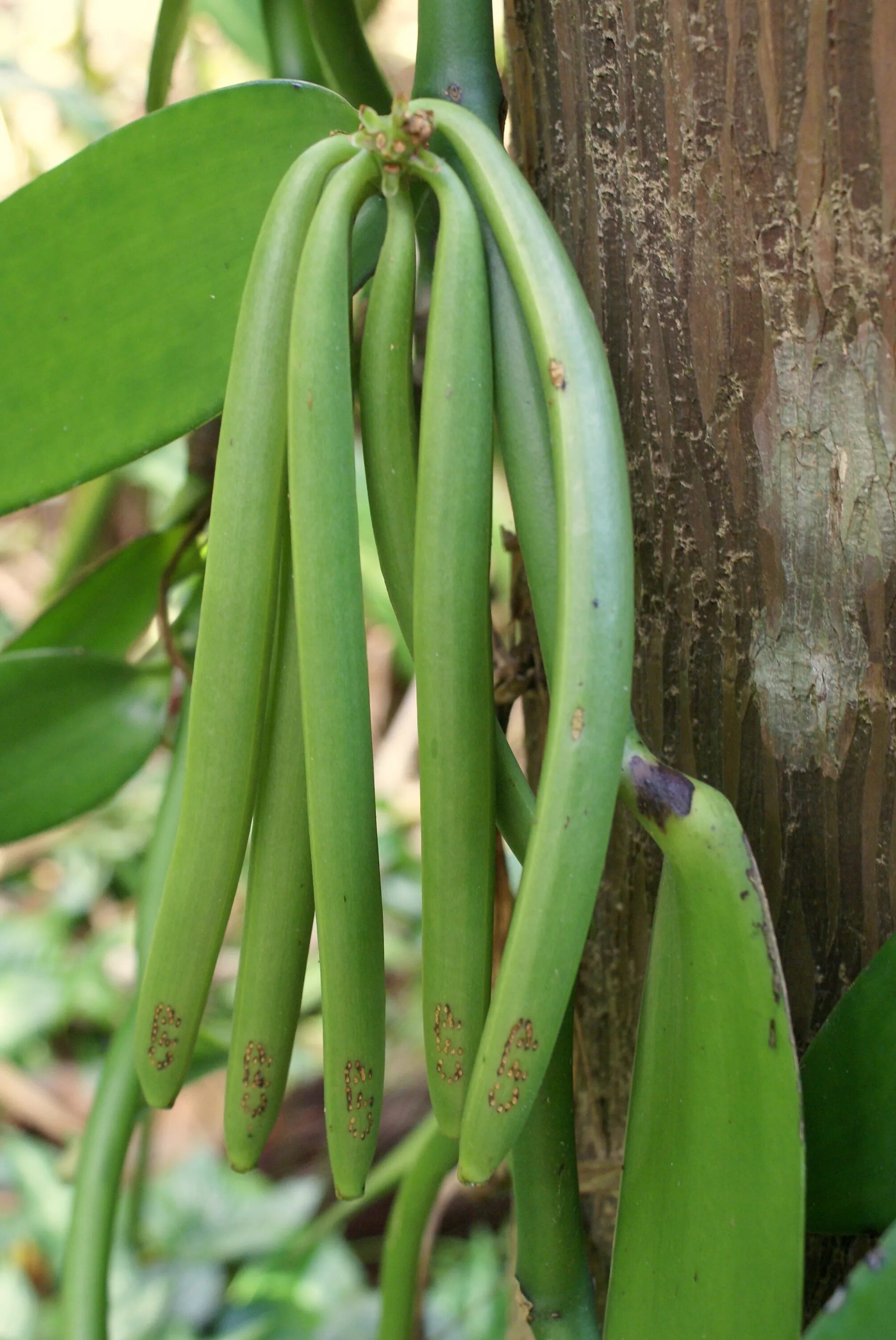 Vanilla planifolia. Плод Ванилла. Vanilla planifolia плоды.