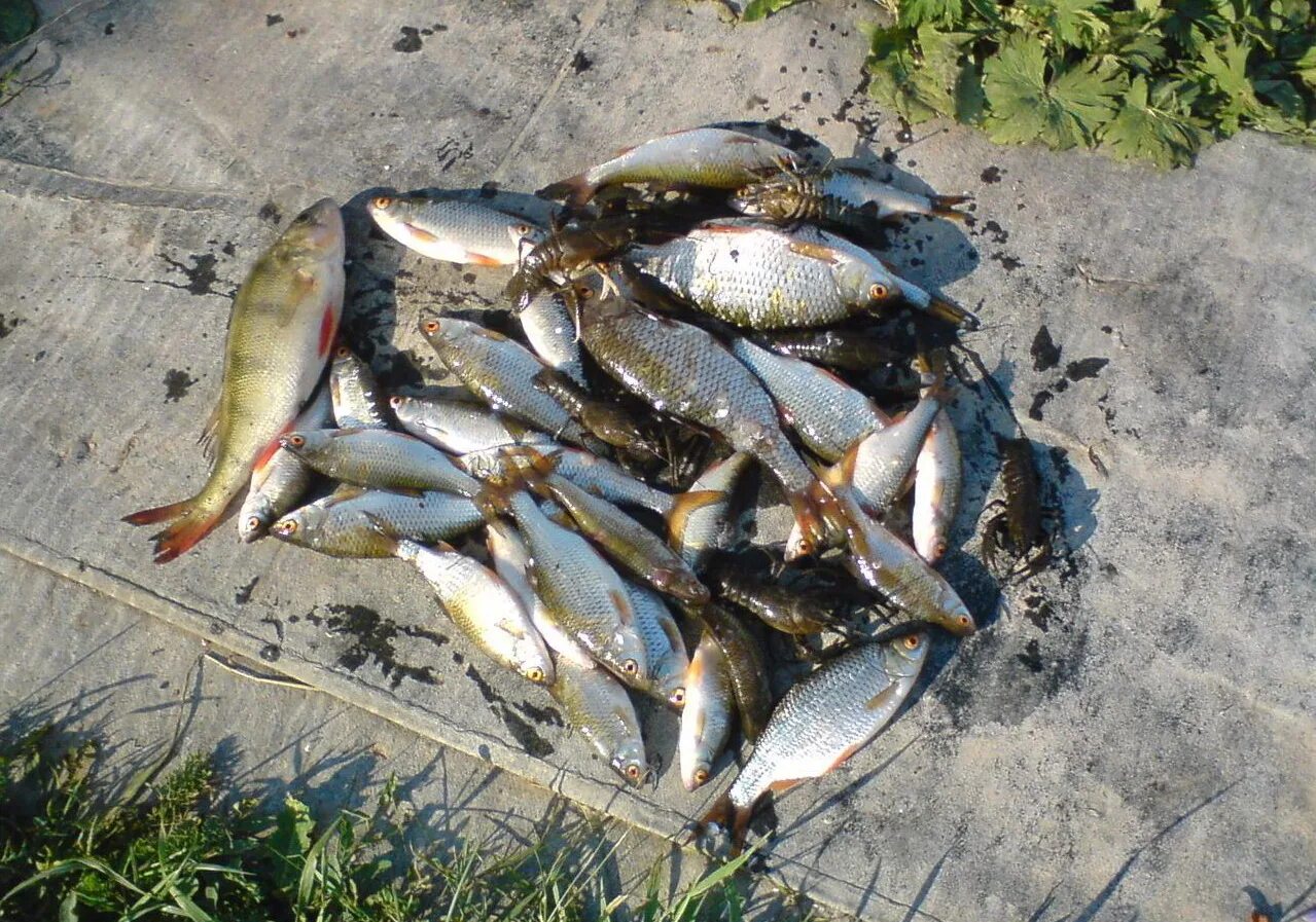 Улов г. Варнавинское водохранилище рыбалка. Варнавинское водохранилище Краснодарского края рыбалка. Павлопольское водохранилище рыбалка. Вышневолоцкого водохранилища улов.