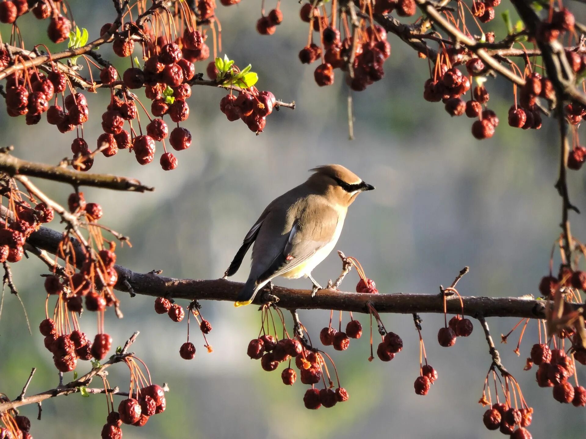 Свиристели облепили ветки. Кедровый свиристель. Кедровый свиристель Cedar Waxwing. Боярышник и птицы. Птица ест ягоды.