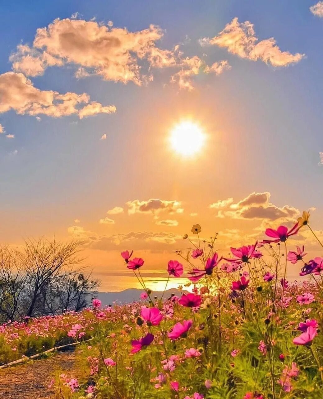 Доброе утро цветы солнце. Красивый рассвет. Природа солнце. Летнее утро. Рассвет летом.