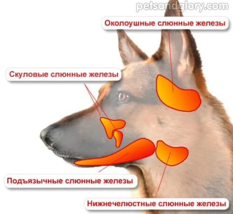 Выделение слюны у собаки