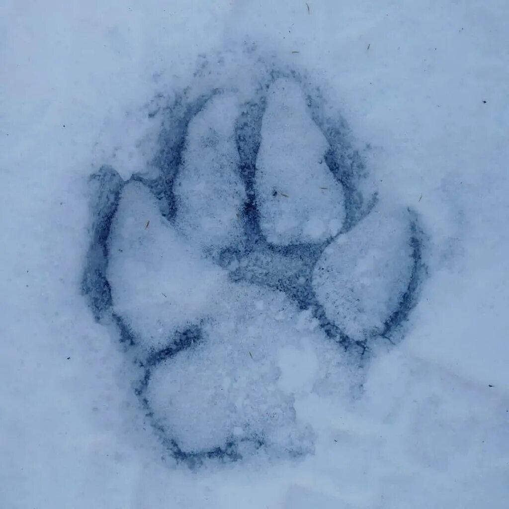 Следы на снегу. Следы тигра на снегу. Следы Совы на снегу. Тигриный след на снегу. След недели будет