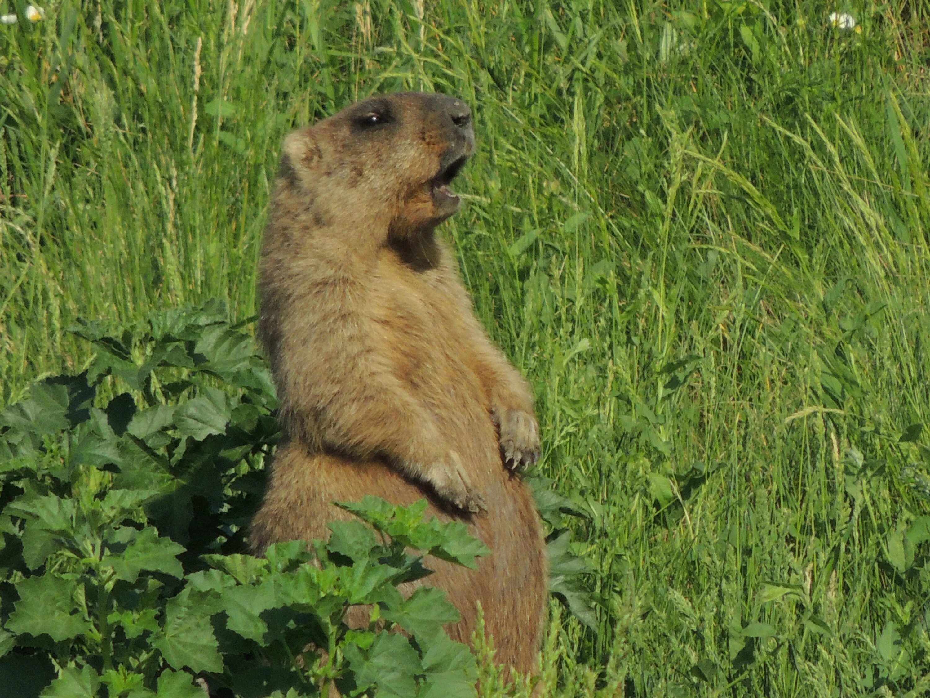 Присурский заповедник животные