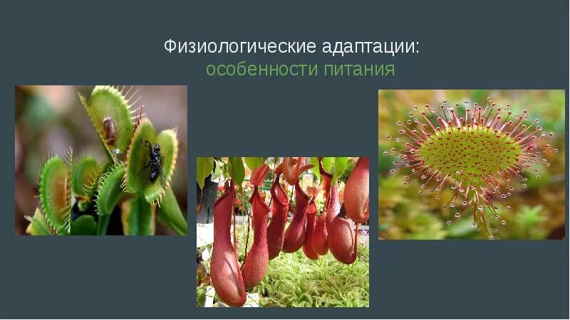 Адаптации организмов к условиям обитания - скачать презентацию