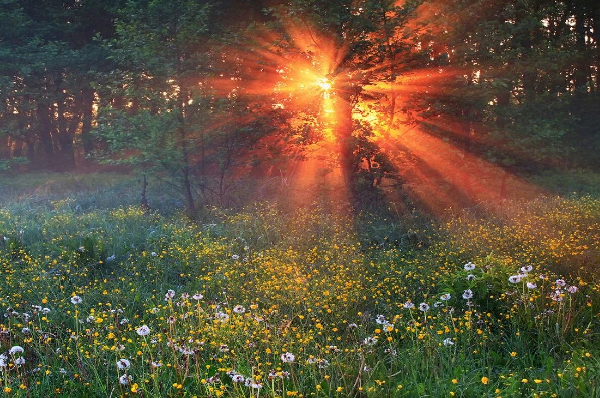 Солнечный свет п. Природа солнце. Утро солнце. Лучи солнца. Утреннее солнце.