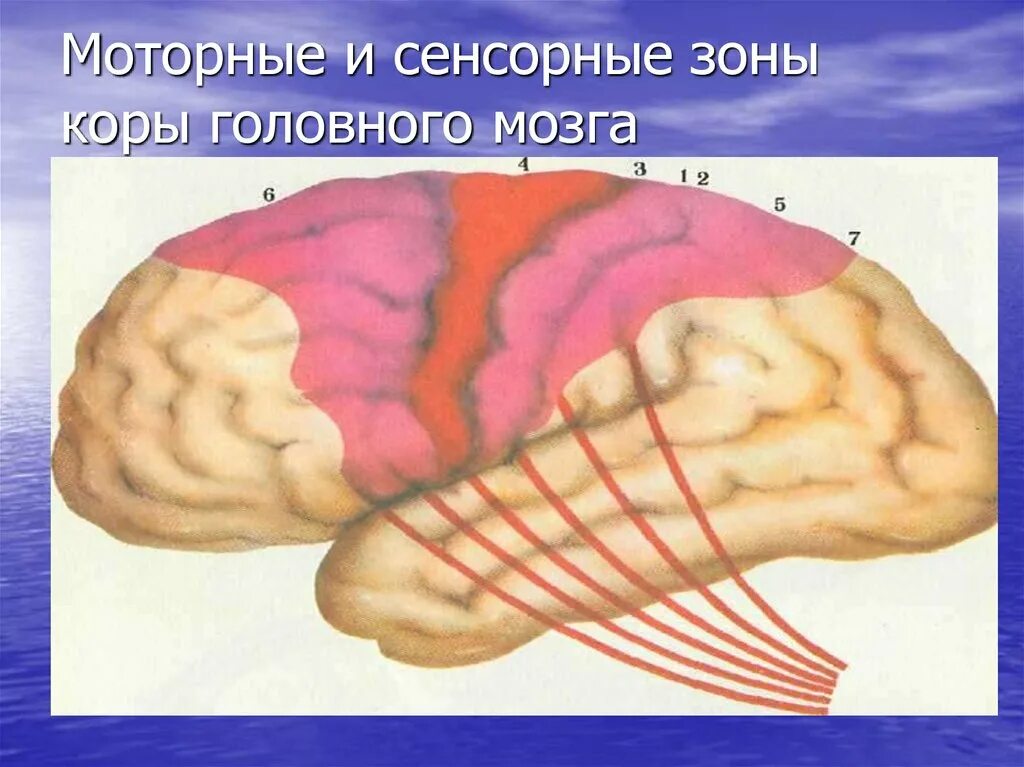 Ассоциативные зоны коры мозга. Моторные и сенсорные зоны коры головного мозга. Моторная зона коры. Сенсорная зона коры головного мозга.