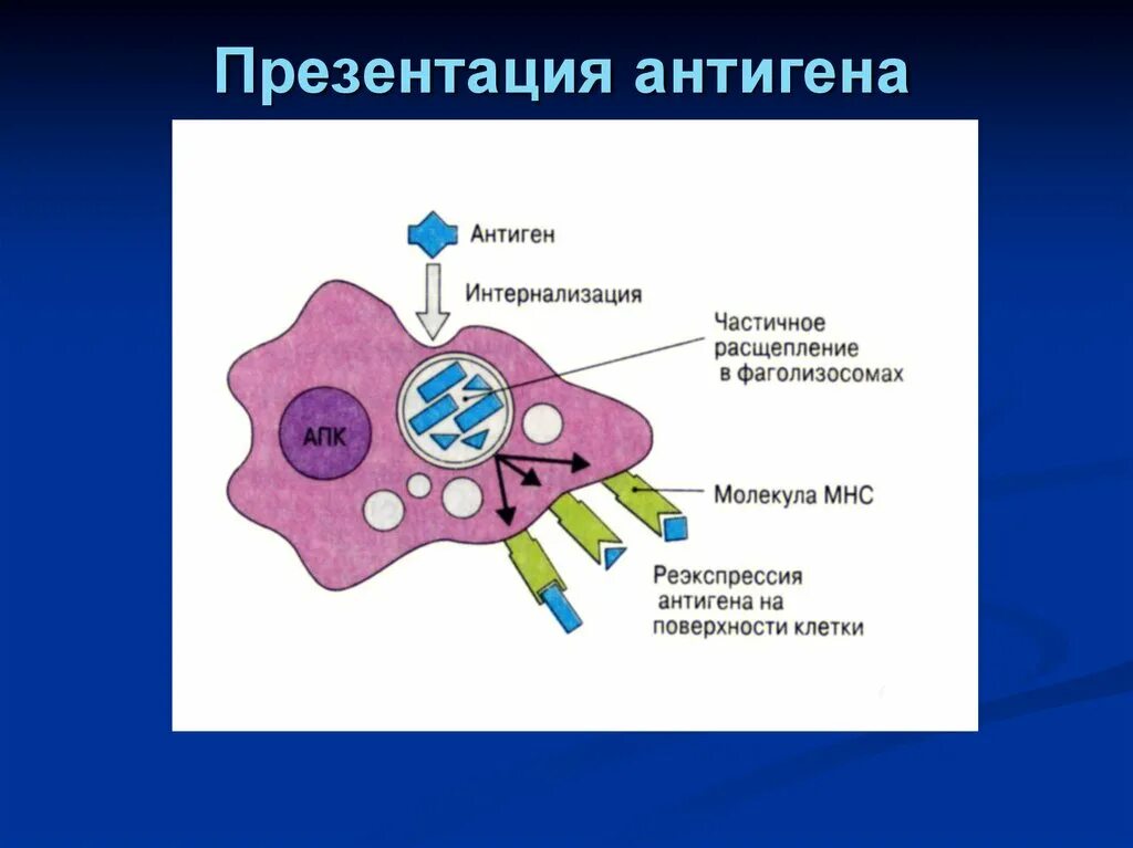 Клеточные антигены. Механизм процессинга антигена схема. Презентация антигена. Процесс презентации антигена. Презентация антигена лимфоцитам.