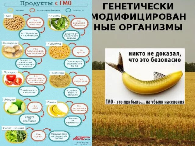 Как расшифровывается гмо. Гмо. генетически модифицированные продукты. продукция содержащая гмо. продукты содержащие гмо.