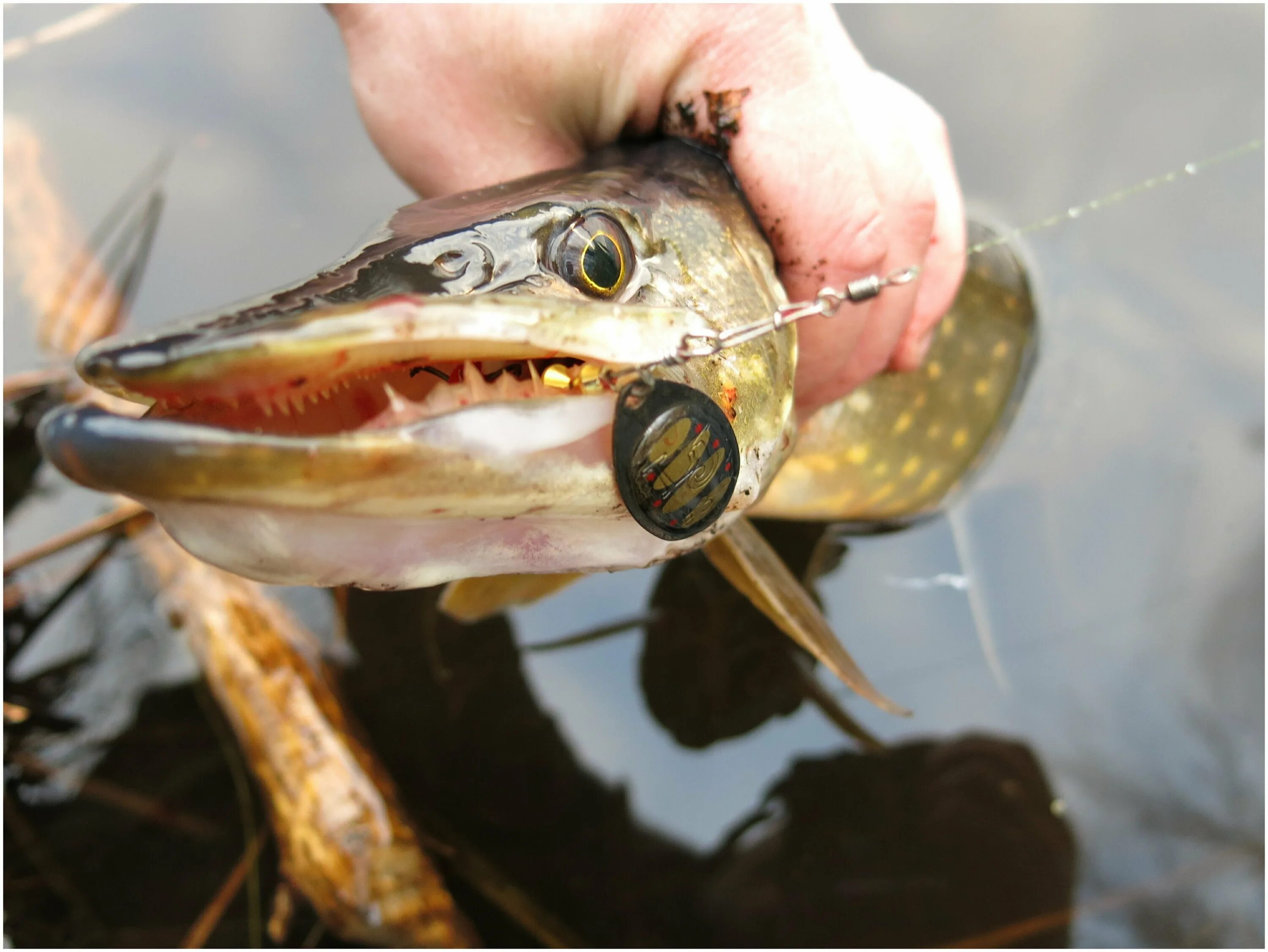 вертушки на щуку. крупная щука. блесна на щуку. блесна на щуку. приманка для щуки на спиннинг.