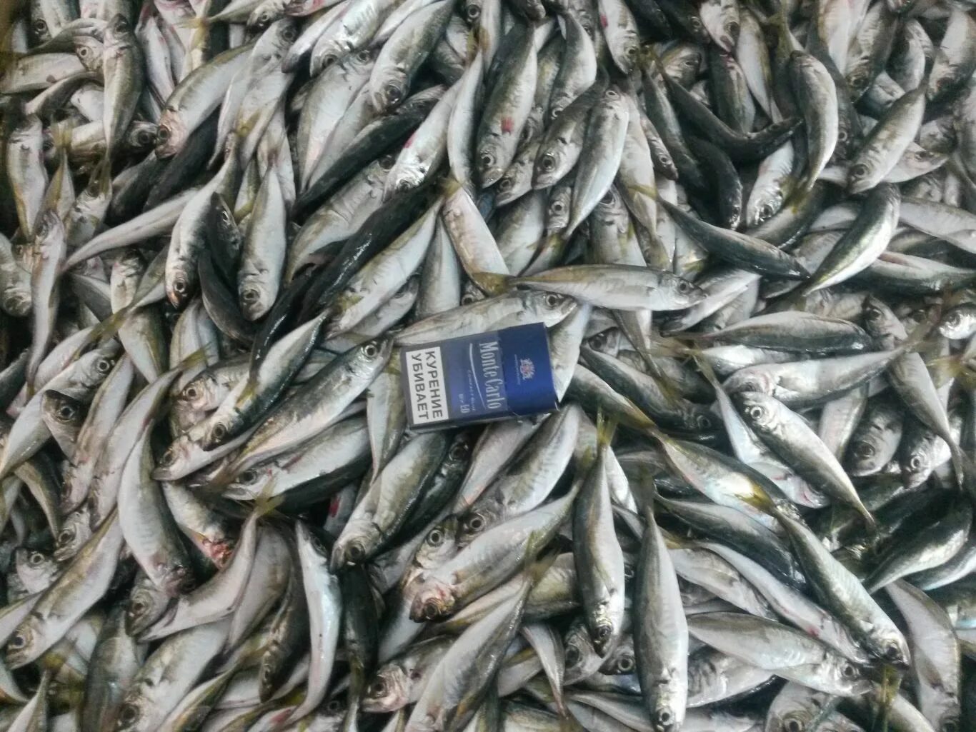 рыба от рыбного изобилия. ставрида черноморская крупная. вобла чехонь. витрина с рыбой. много рыбы интернет-магазин.