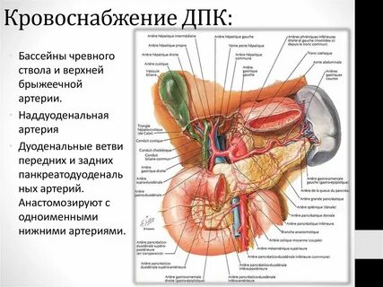 Поджелудочные лимфоузлы