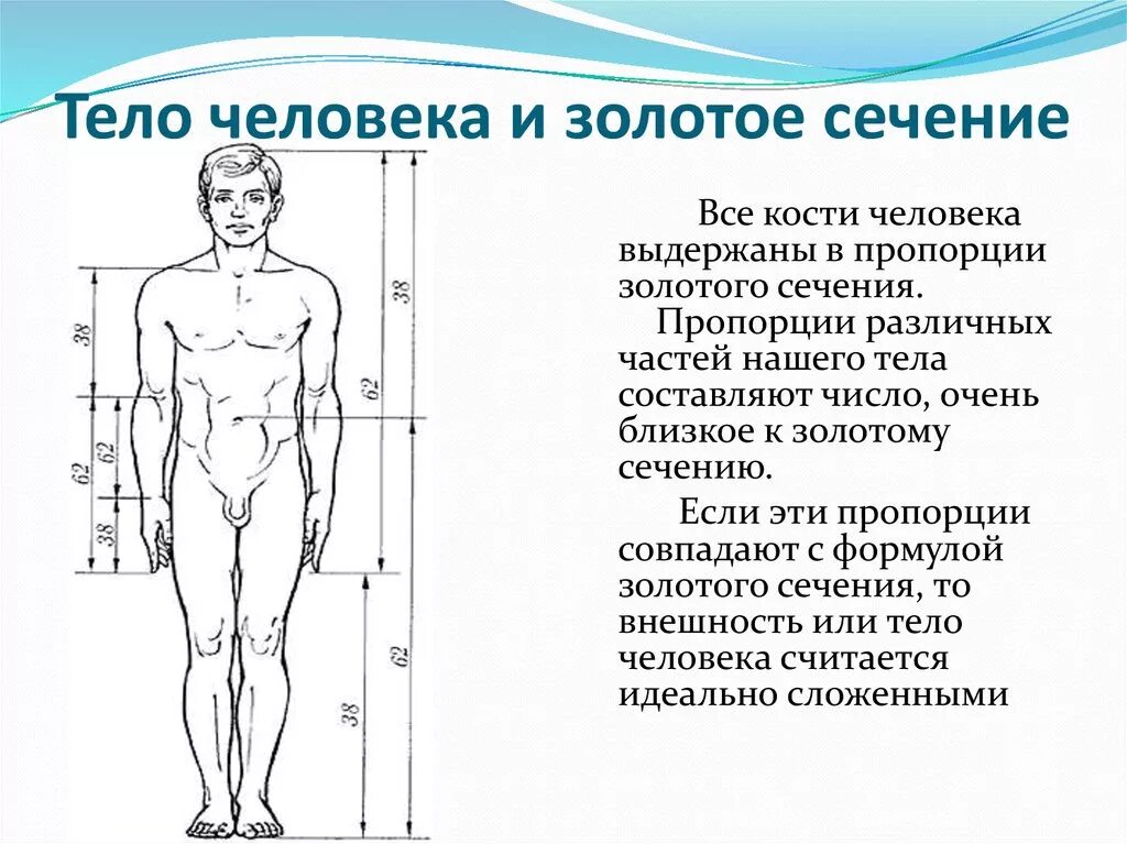 Пропорции Фибоначчи в теле человека. Золотое сечение Фибоначчи тело человека. Число Фибоначчи 1.618 золотое сечение. Золотое сечение Фибоначчи Божественная мера.