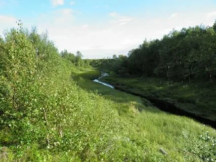 Заросшее устье реки