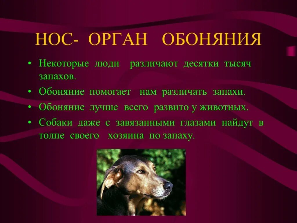 Какие органы чувств животных. Органы чувств собаки. орган обоняния у животных. органы осязания собаки. органы чувств собаки презентация.